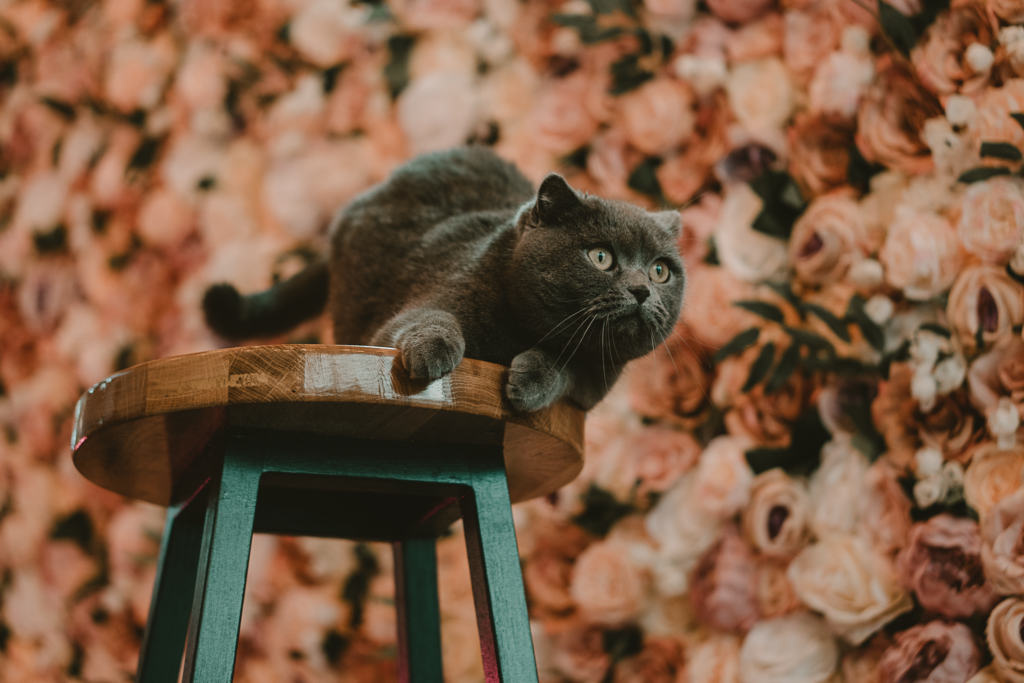 TEA99 Darmstadt Bubble Tea Laden